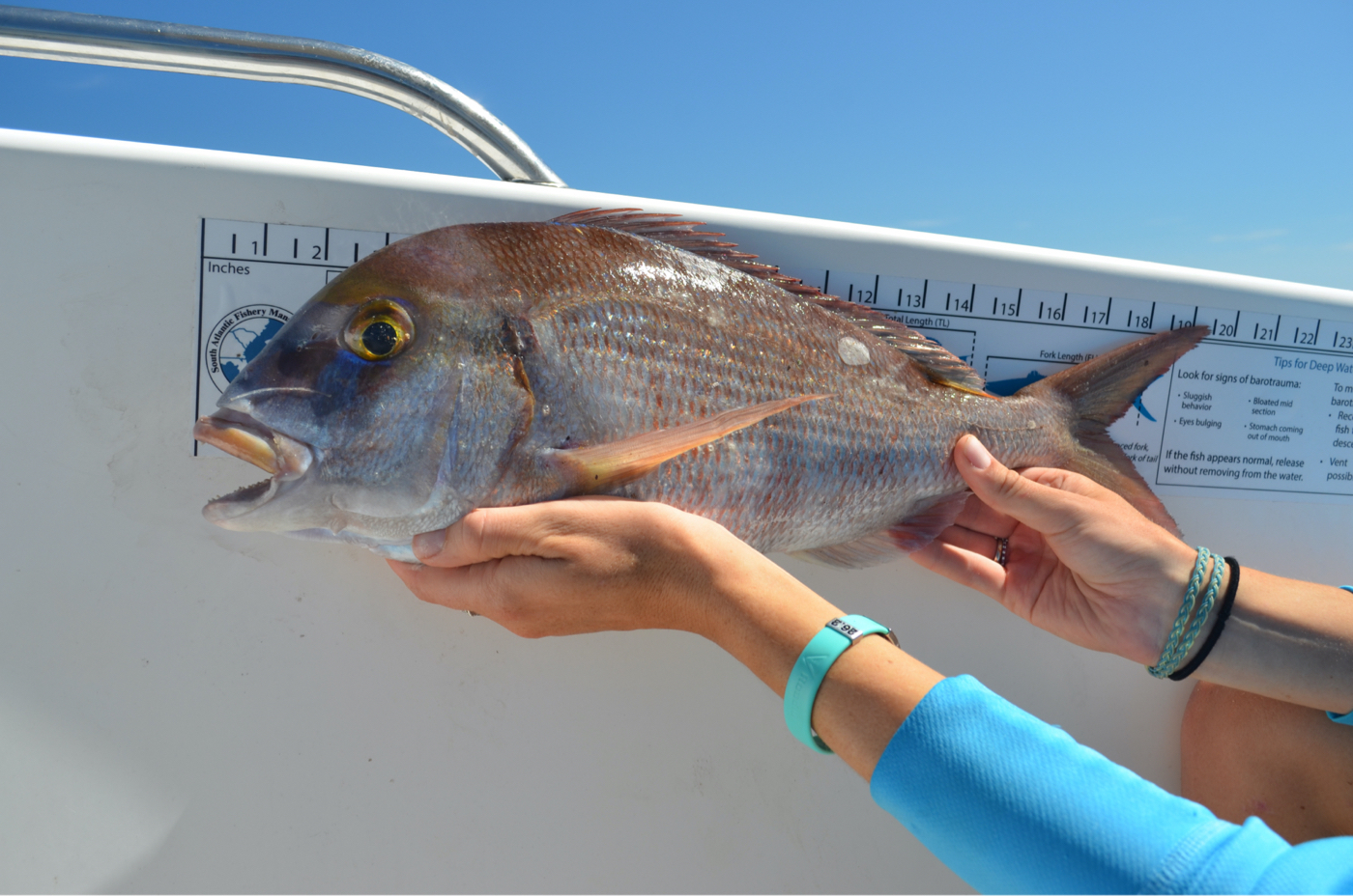 Tips For The Atlantic Red Snapper Season - Coastal Angler & The