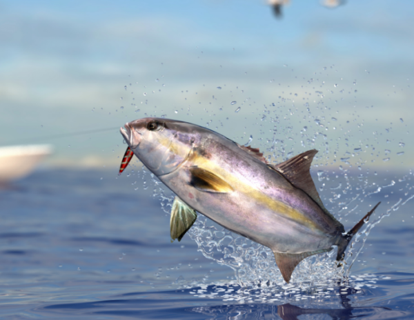 Amberjack, Greater