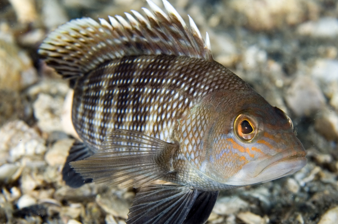 Black sea bass floats over a rocky bottom.