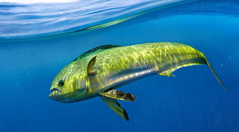 A dolphin fish swims underwater close to the surface.