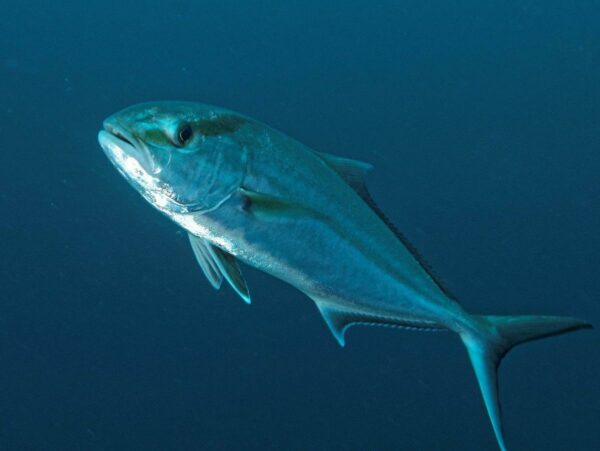 Amberjack, Greater