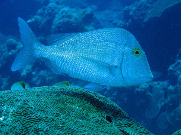 Porgy, Knobbed