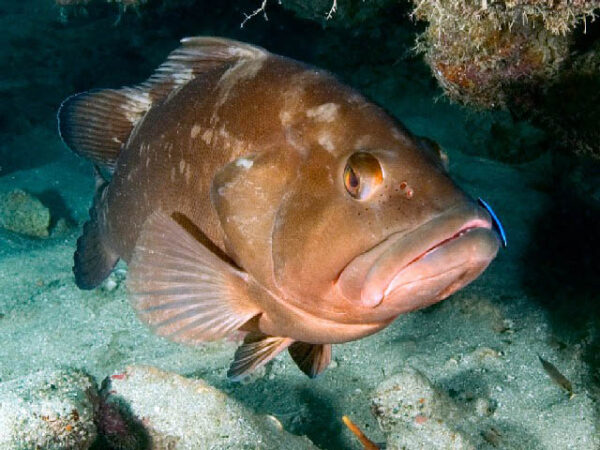 Grouper, Red