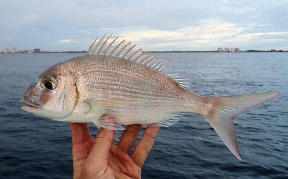 Porgy, Red