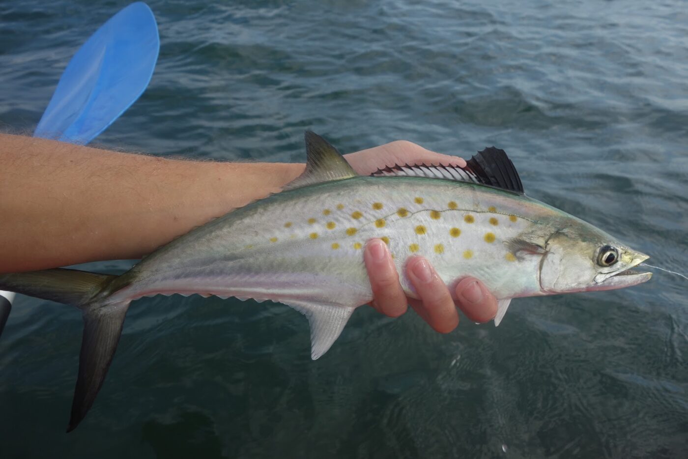 Mackerel, Spanish