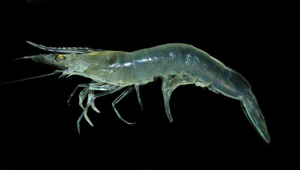 Shrimp (Penaeid)