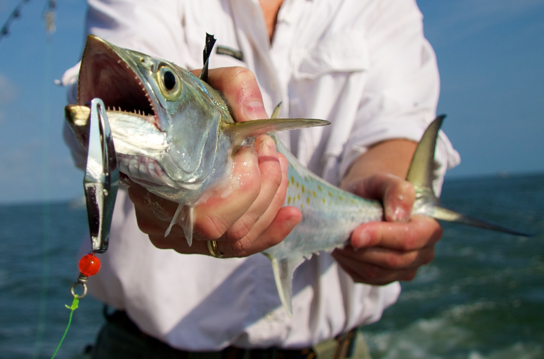 A Spanish Mackerel is held out of the water with a lure in its' mouth.