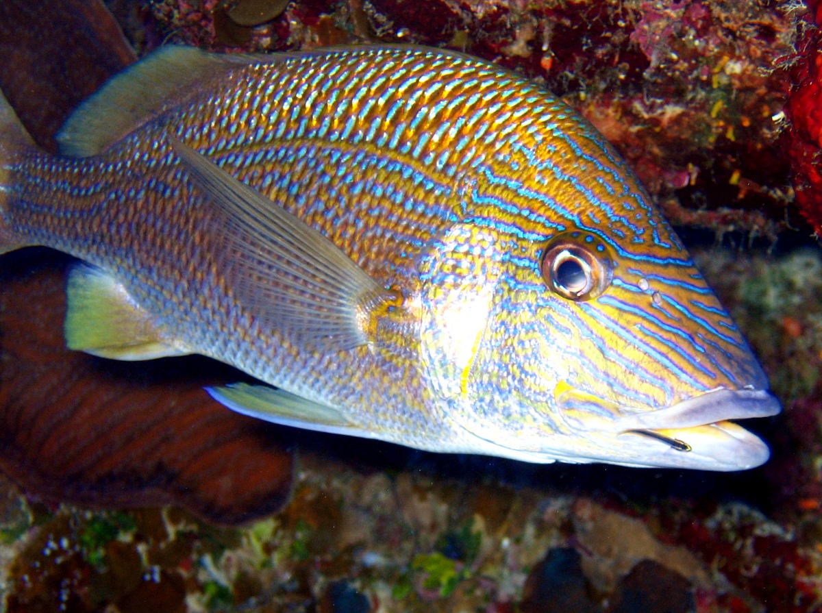 Grunt White South Atlantic Fishery Management Council