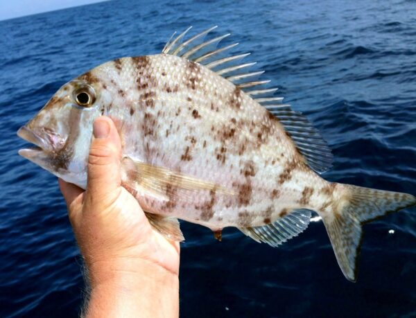 Porgy, Whitebone