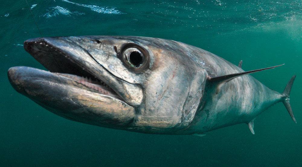 King mackerel swims close to the surface.