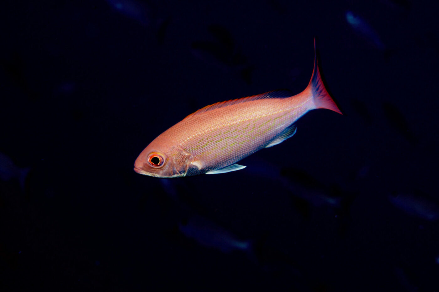 Juvenile Vermillion snapper swims in the dark.