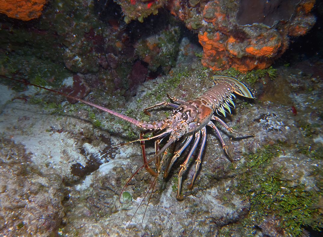 A spiny lobster crawls over a rocky bottom. 