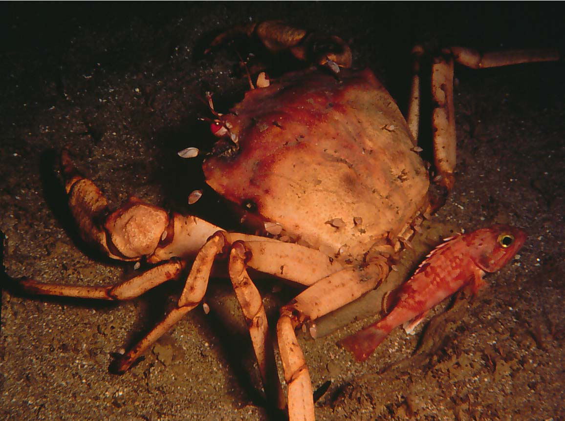 Golden crab walking over sand in the deep sea.