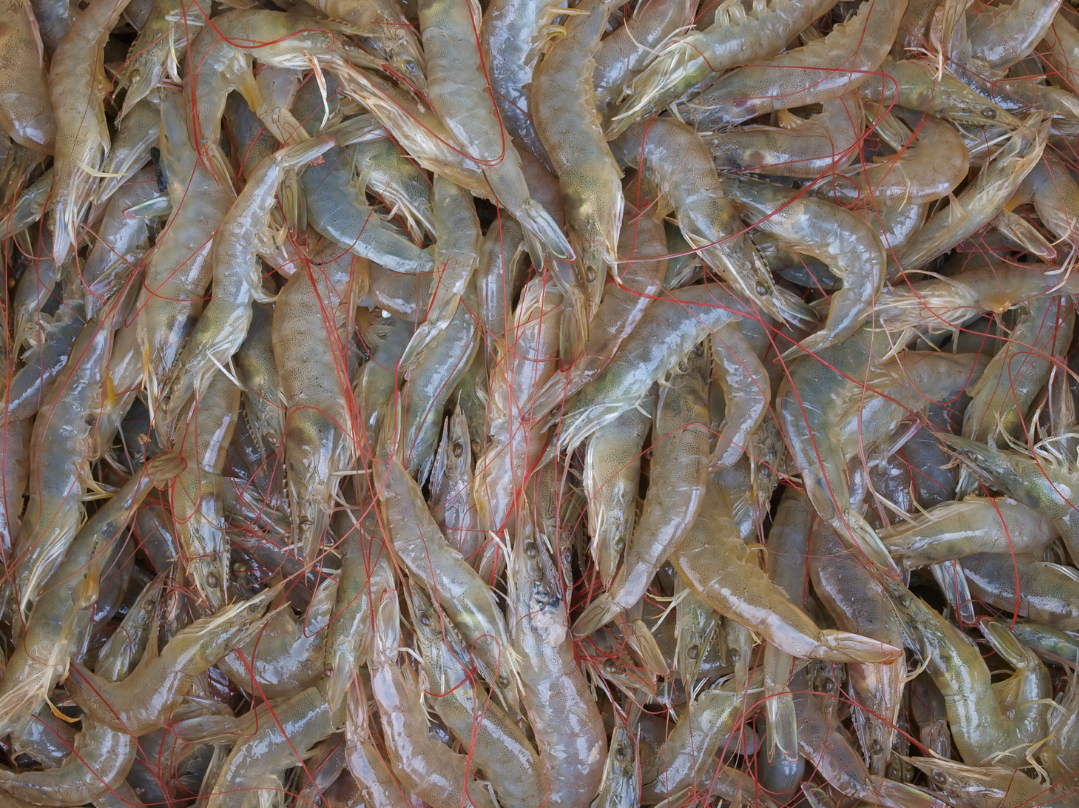 A large pile of penaid shrimp.