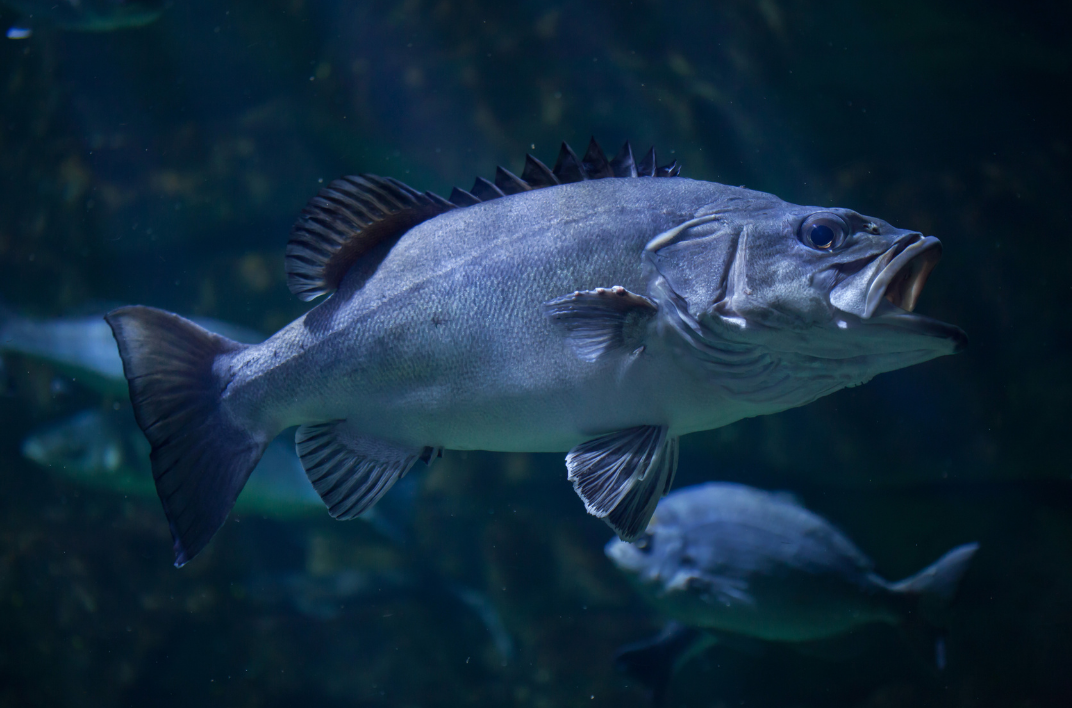 A wreckfish swims with it's mouth open.