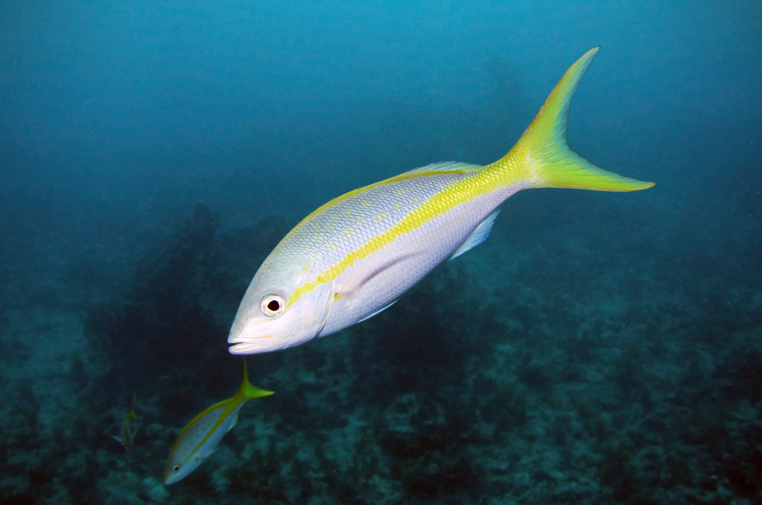 Yellowtail Snapper Fish Facts  Ocyurus chrysurus - A-Z Animals