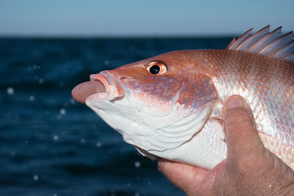 A red snapper's stomach extrudes from its' mouth as a symptom of barotrauma.