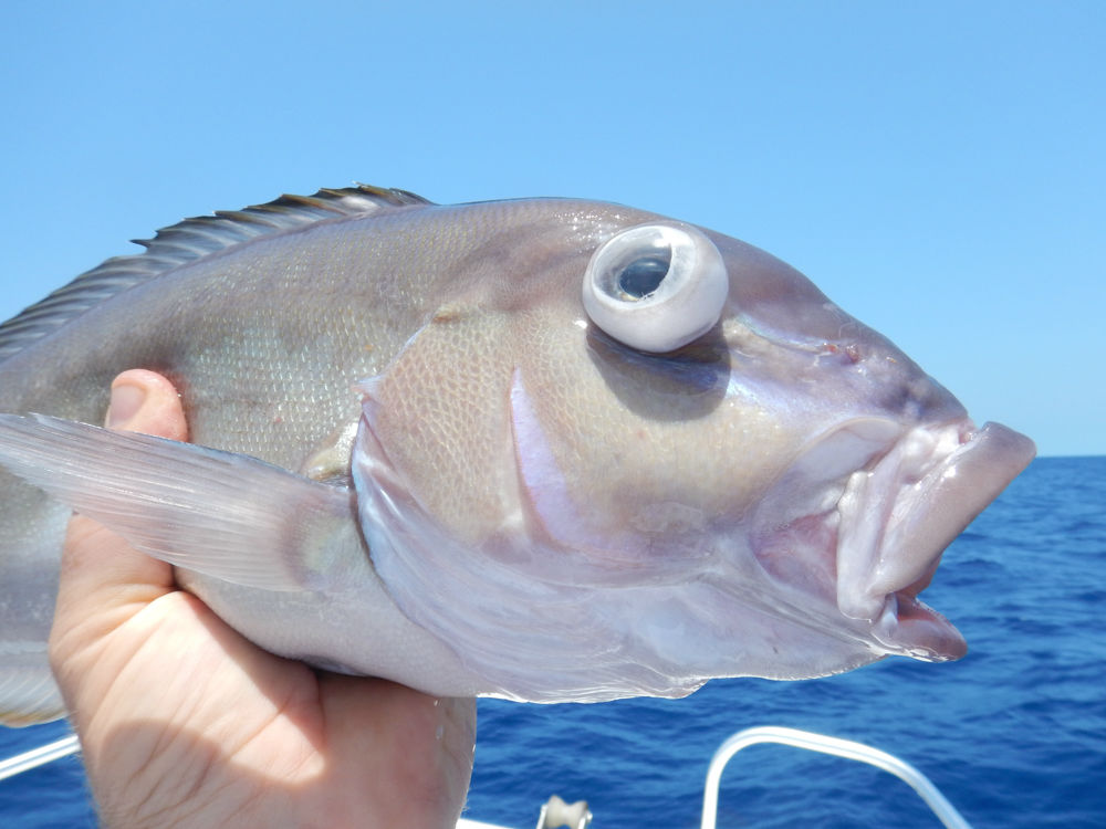 FishSmart Red Snapper & Red Drum Conservation Project