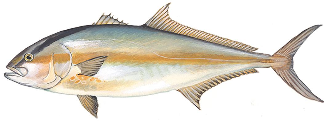 An illustration of a Greater Amberjack.