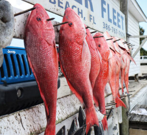 The South Atlantic Bite - South Atlantic Fishery Management Council