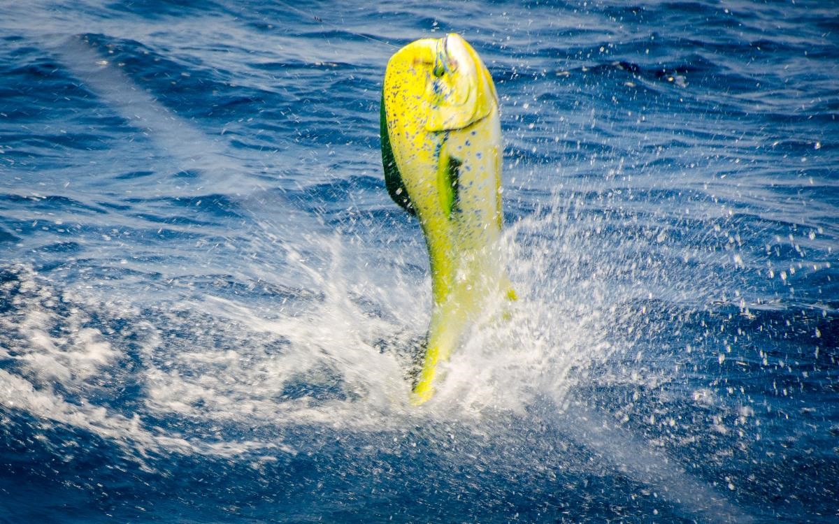 A dolpin fish leaps out of the water after being caught.