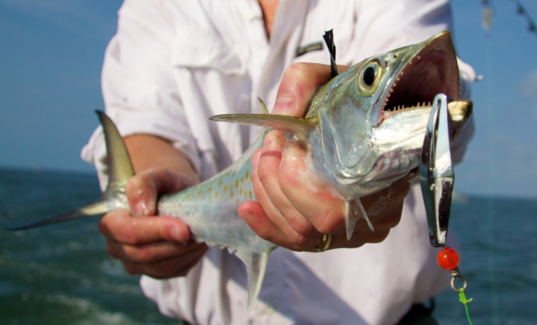 A Spanish Mackerel is held out of the water with a lure in its' mouth