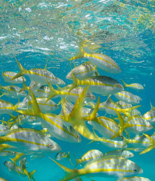 Snapper, Yellowtail - South Atlantic Fishery Management Council