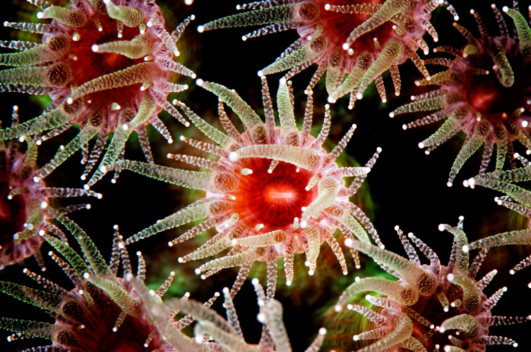 A close up on a coral polyp.