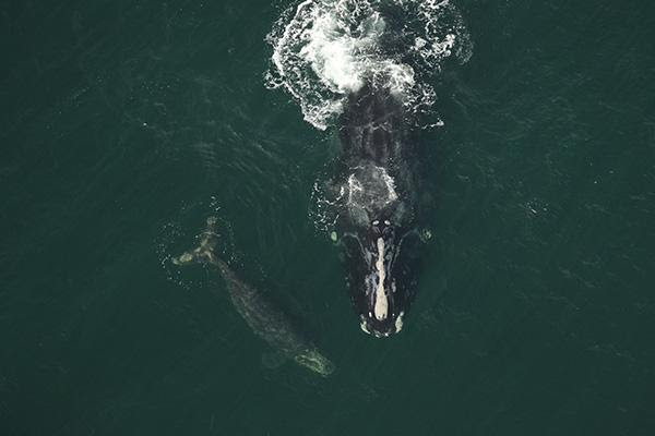 A mother and calf Right Whale swim just below a murky, green surface. 