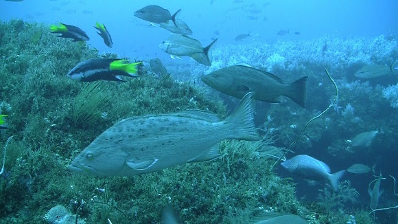 Grouper swimming underwater with other species. 