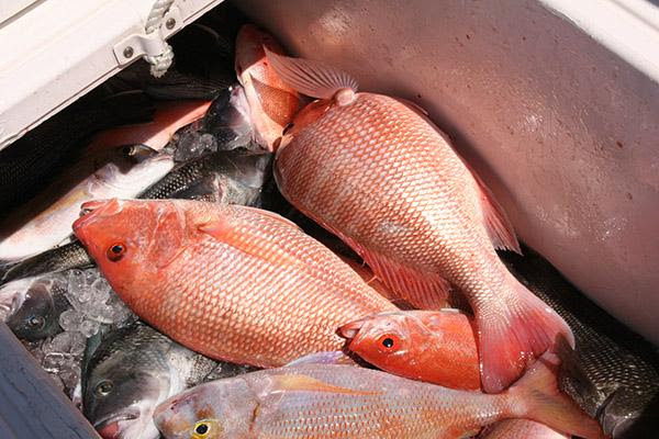 Red snapper lay dead in an ice box. 