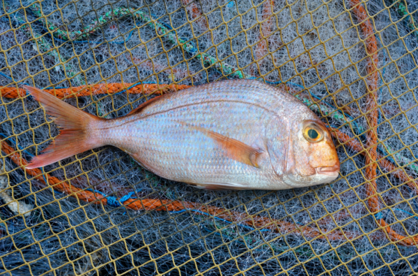 Porgy, Red