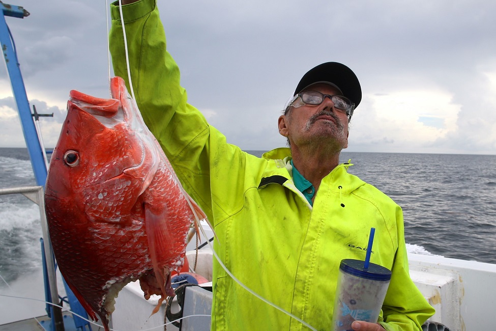 A commercial fisherman holds up a large red snapper bitten in half by a shark.