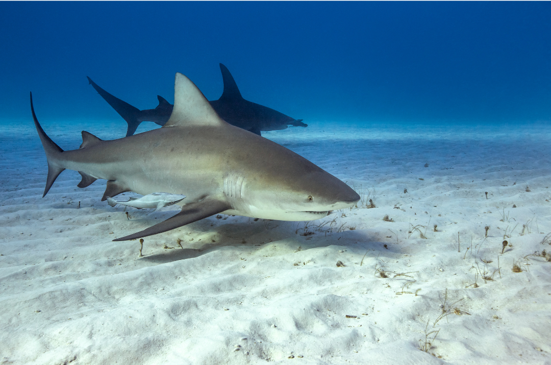 Bull shark swims in the shallows.