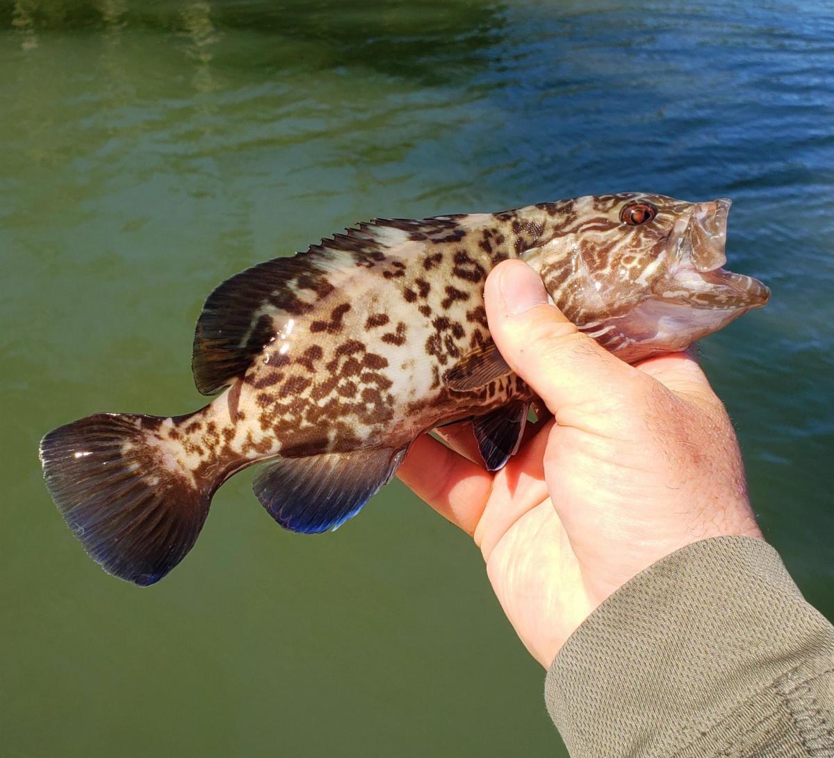 Captain Mark Phelps holds a juvenile gag grouper over green tinted water.