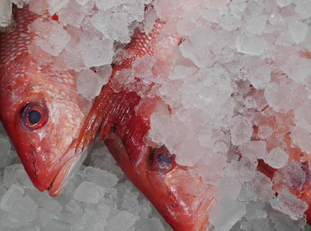 Three Red Snapper on ice.