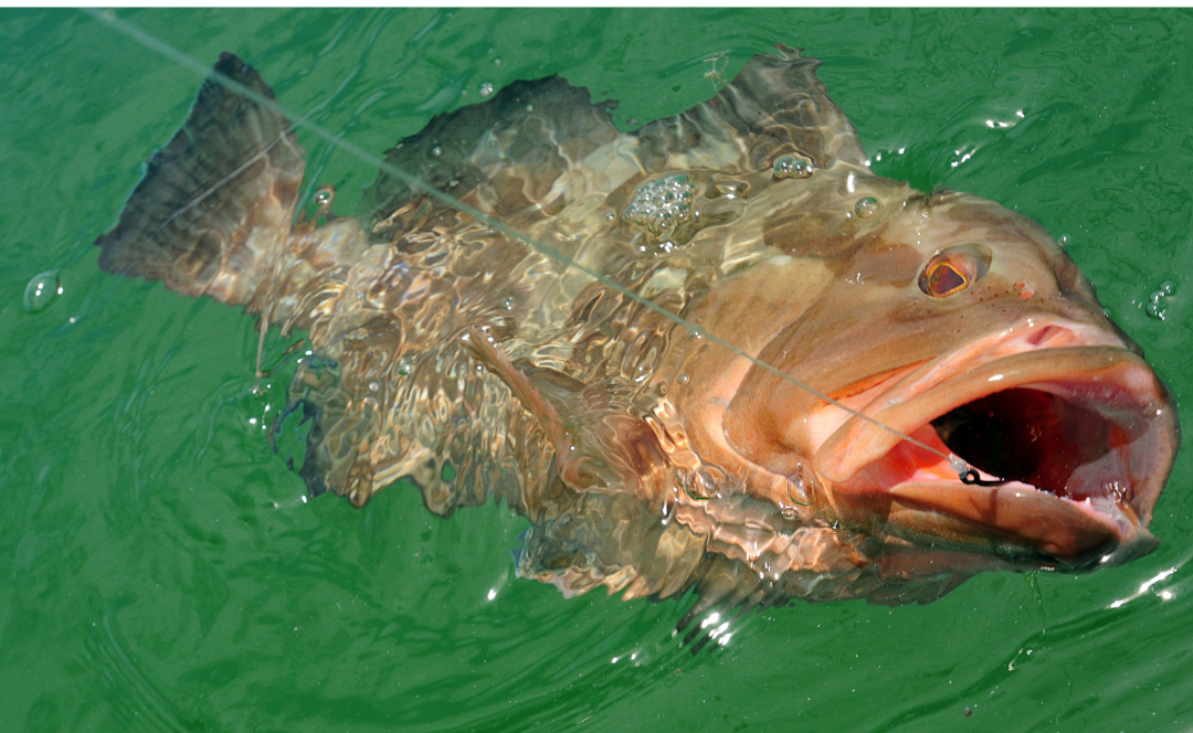 Snapper Grouper Advisory Panel - South Atlantic Fishery Management