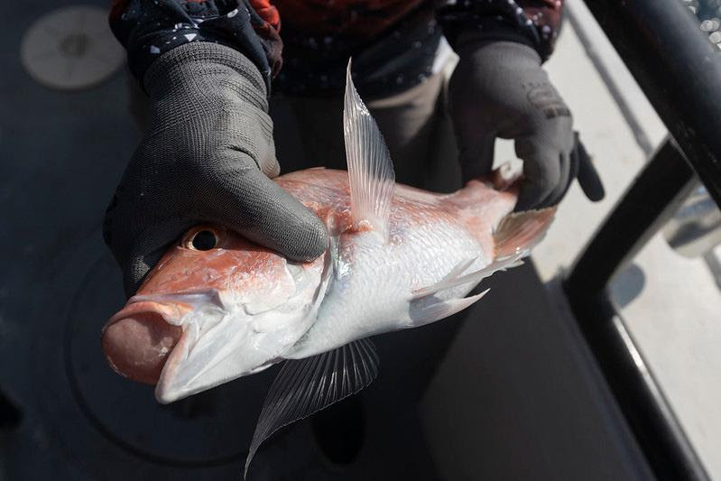 FWC: Anglers Now Required to Have a Descending Device or Venting Tool Ready  to Help Conserve Reef Fish