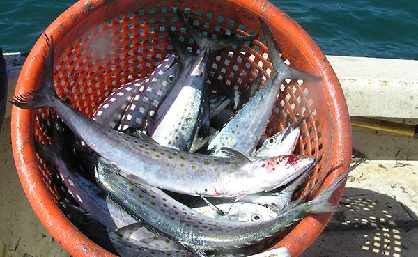 Multiple Spanish mackerel piled in a commercial basket.