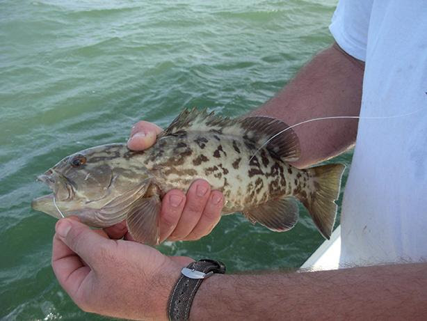 Man holds a gag grouper with a hook in its mouth.