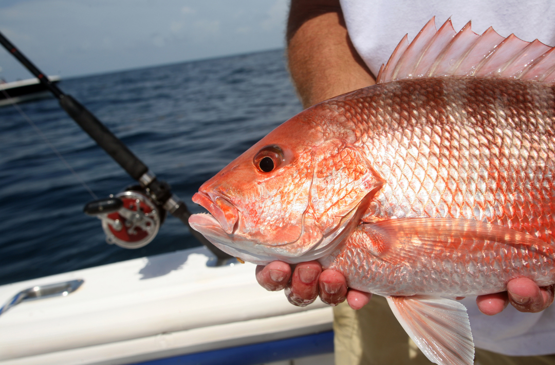 Fisherman holding a red snapper with a fishing rod and boat in the background.