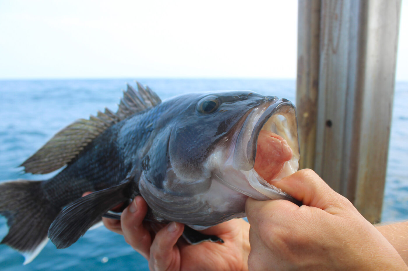 Black sea bass held with mouth open and stomach protruding. A sign of barotrauma.