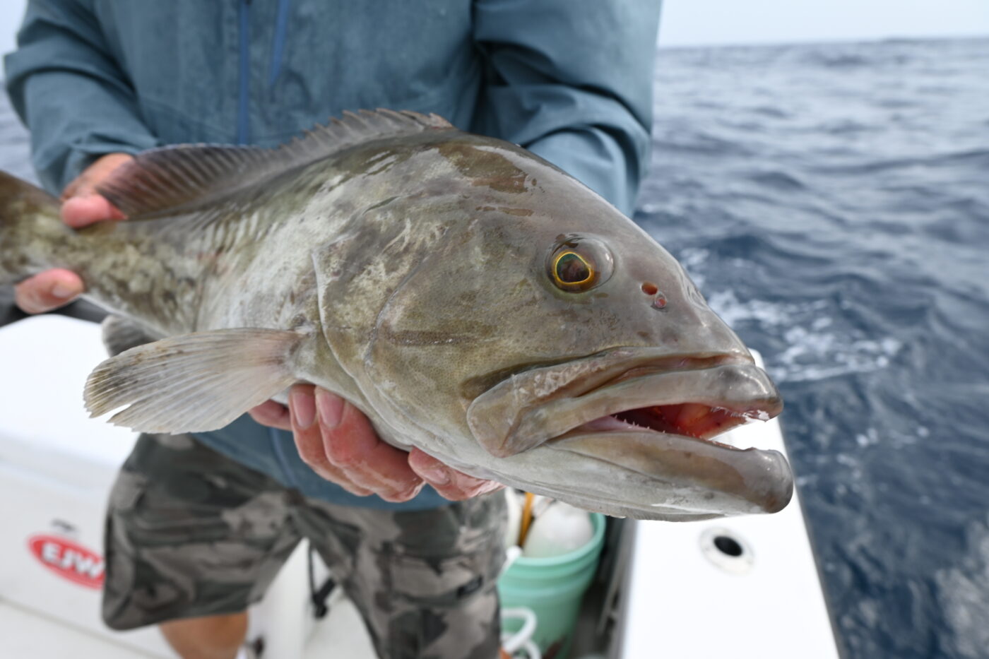 Man holds a gag grouper.